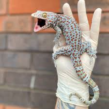 Gecko tokay het calico - Image 2