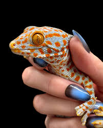 Gecko tokay het calico - Image 3