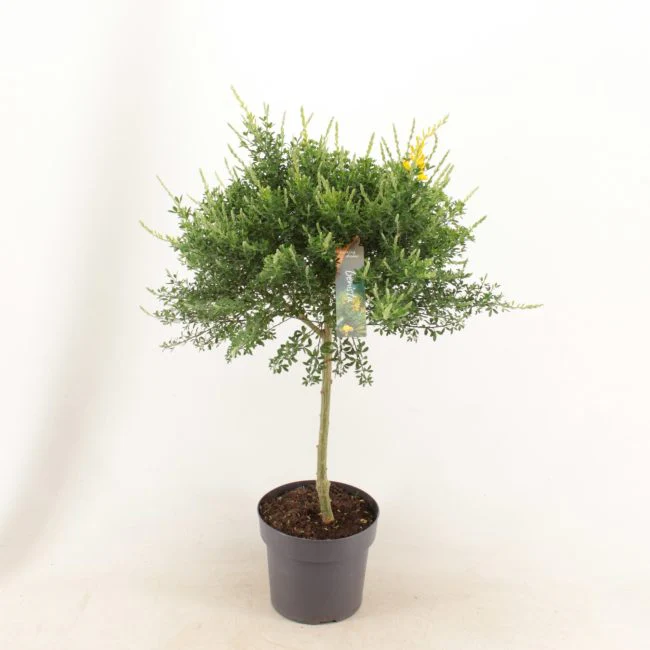 Genista spachiana on Stem