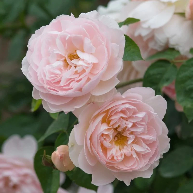 Gentle Hermione David Austin Fragrant Rose 6 Litre - Image 2