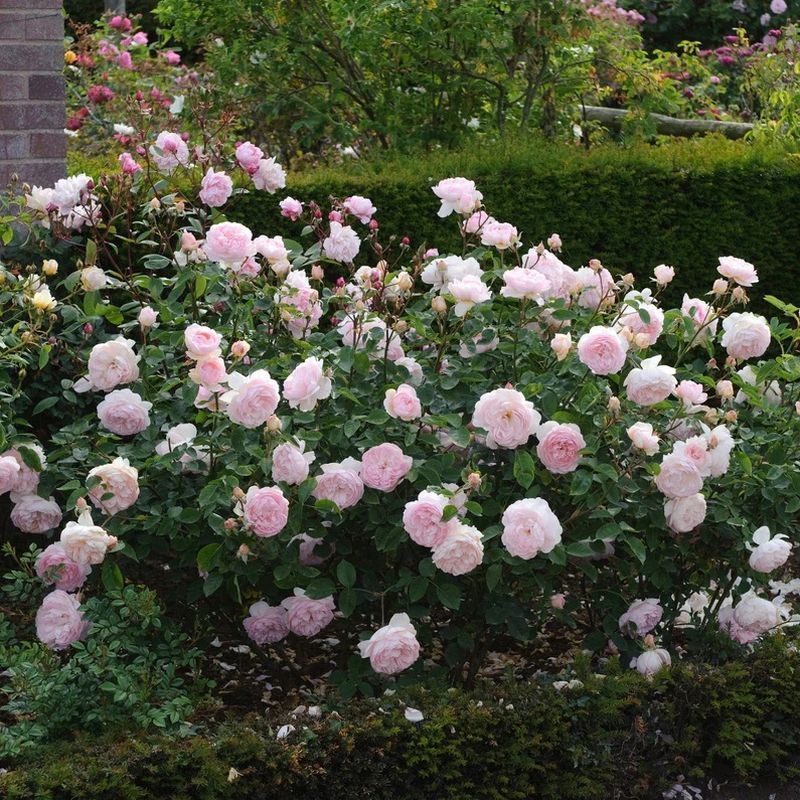 Gentle Hermione David Austin Fragrant Rose 6 Litre - Image 3