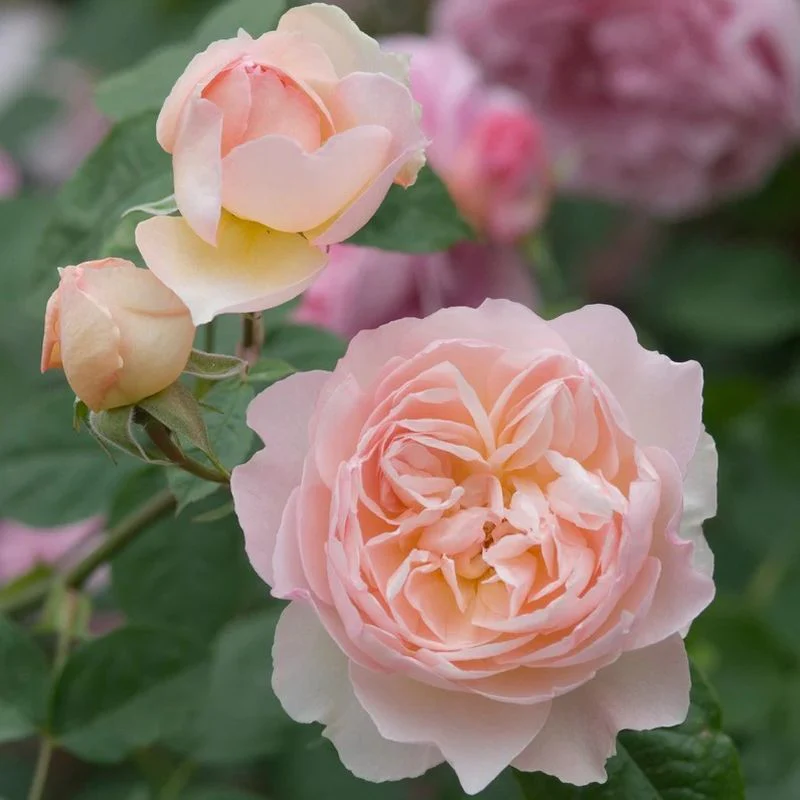 Gentle Hermione David Austin Fragrant Rose 6 Litre - Image 4