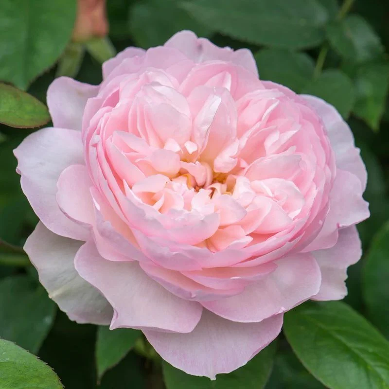 Gentle Hermione David Austin Fragrant Rose 6 Litre - Image 5