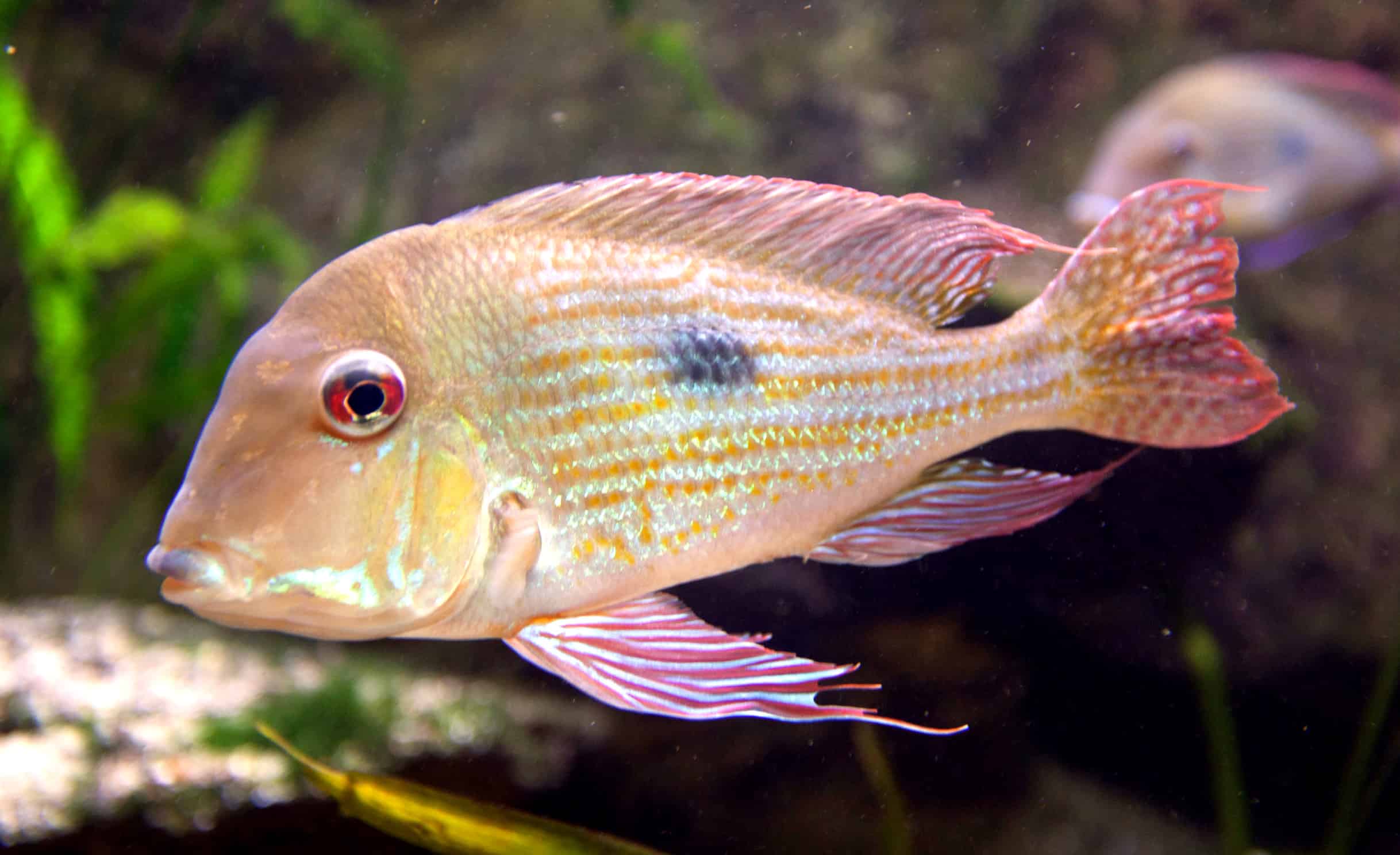 Geophagus Surinamensis (ML)
