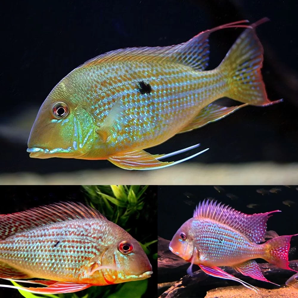 Geophagus Surinamensis (ML) - Image 2