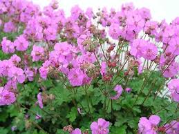 Geranium cantabri Karmina 2L - Image 3