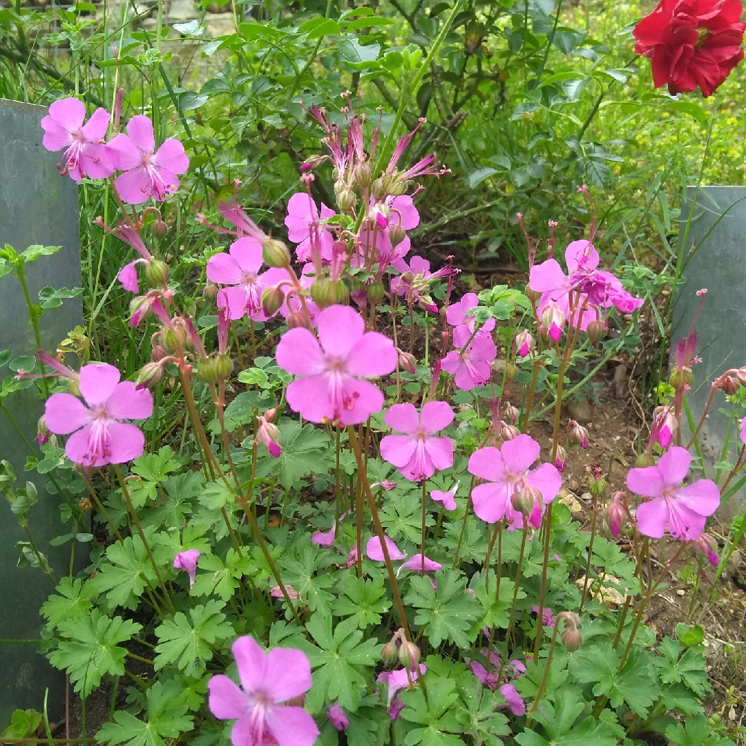 Geranium cantabrigiense 'Westray' 2L - Image 2