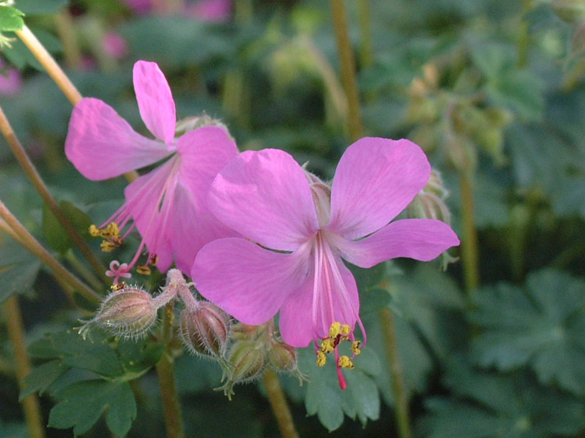 Geranium cantabrigiense 'Westray' 2L - Image 3