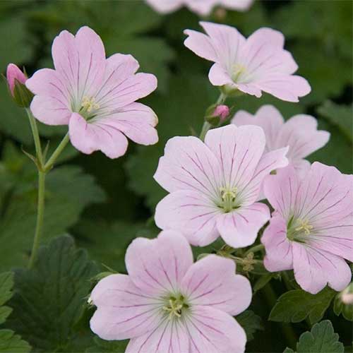 Geranium  'Dreamland' - cranesbill 2 Litre - Image 2