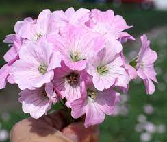 Geranium  'Dreamland' - cranesbill 2 Litre - Image 3