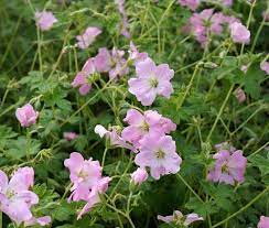 Geranium  'Dreamland' - cranesbill 2 Litre - Image 4