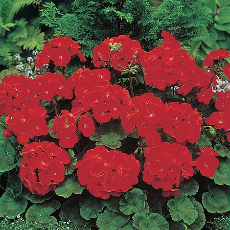 Geranium 'Moulin Rouge' F1 Hybrid - Image 2