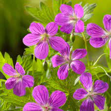 Geranium palustre | Marsh Cranesbill P9 - Image 2