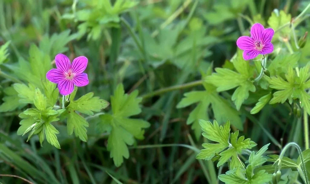 Geranium palustre | Marsh Cranesbill P9 - Image 3