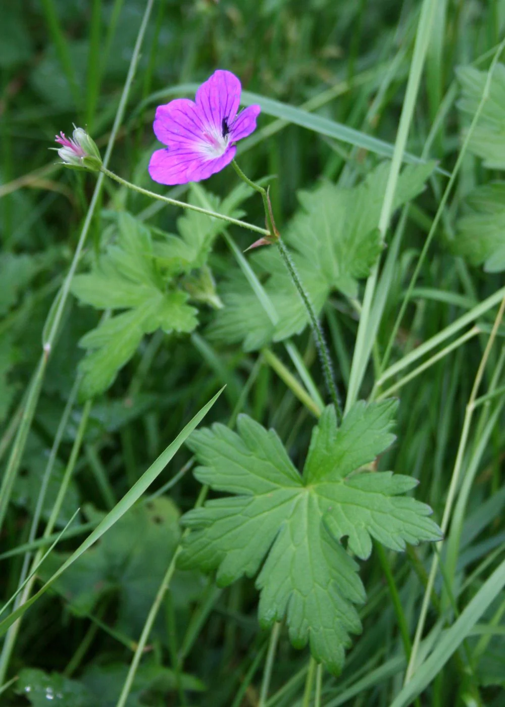 Geranium palustre | Marsh Cranesbill P9 - Image 4