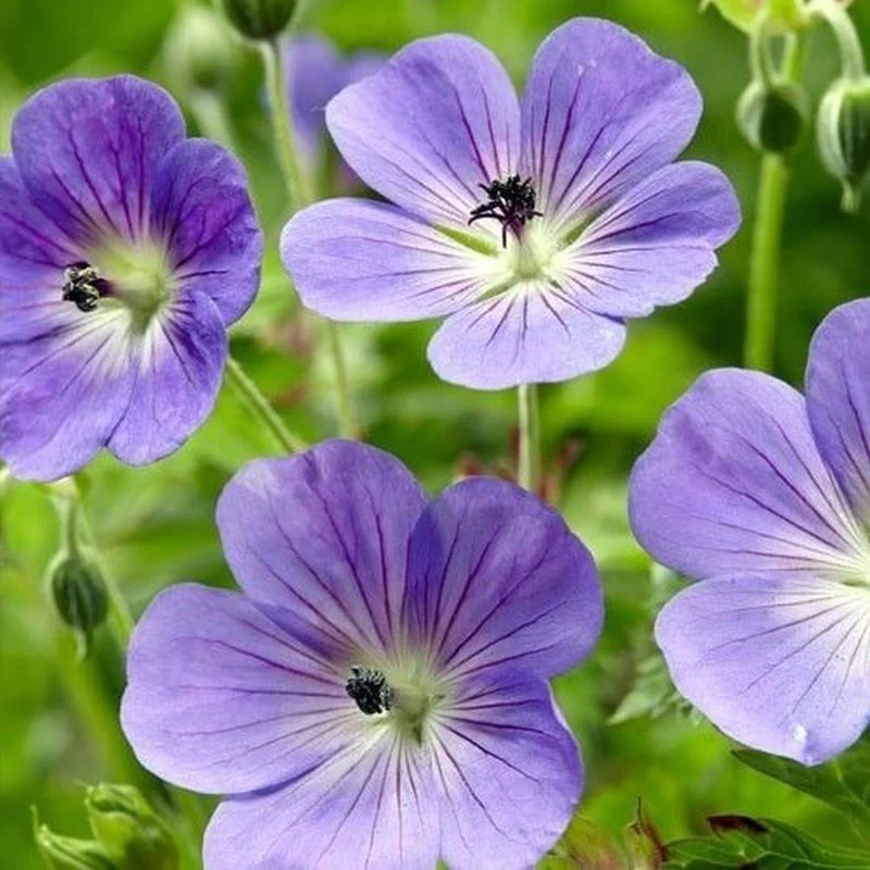 Geranium Rozanne