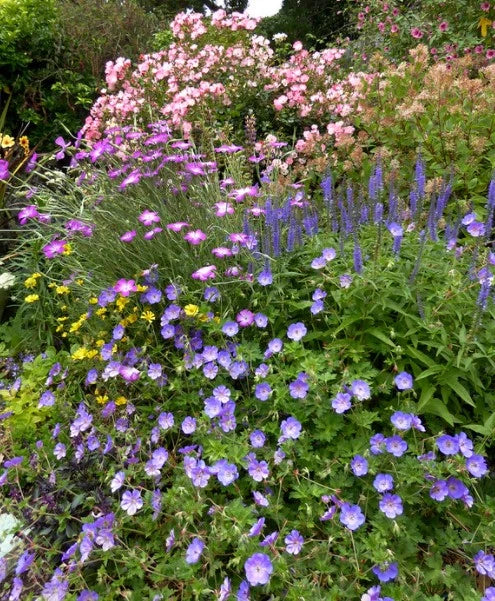 Geranium Rozanne - Image 10