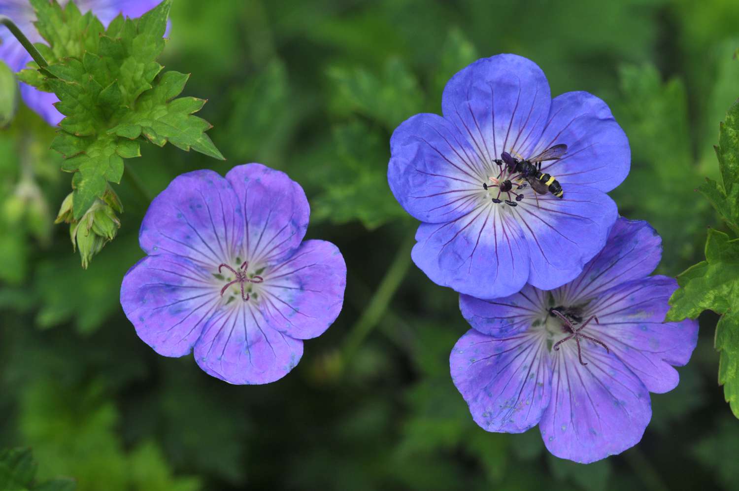 Geranium Rozanne - Image 2