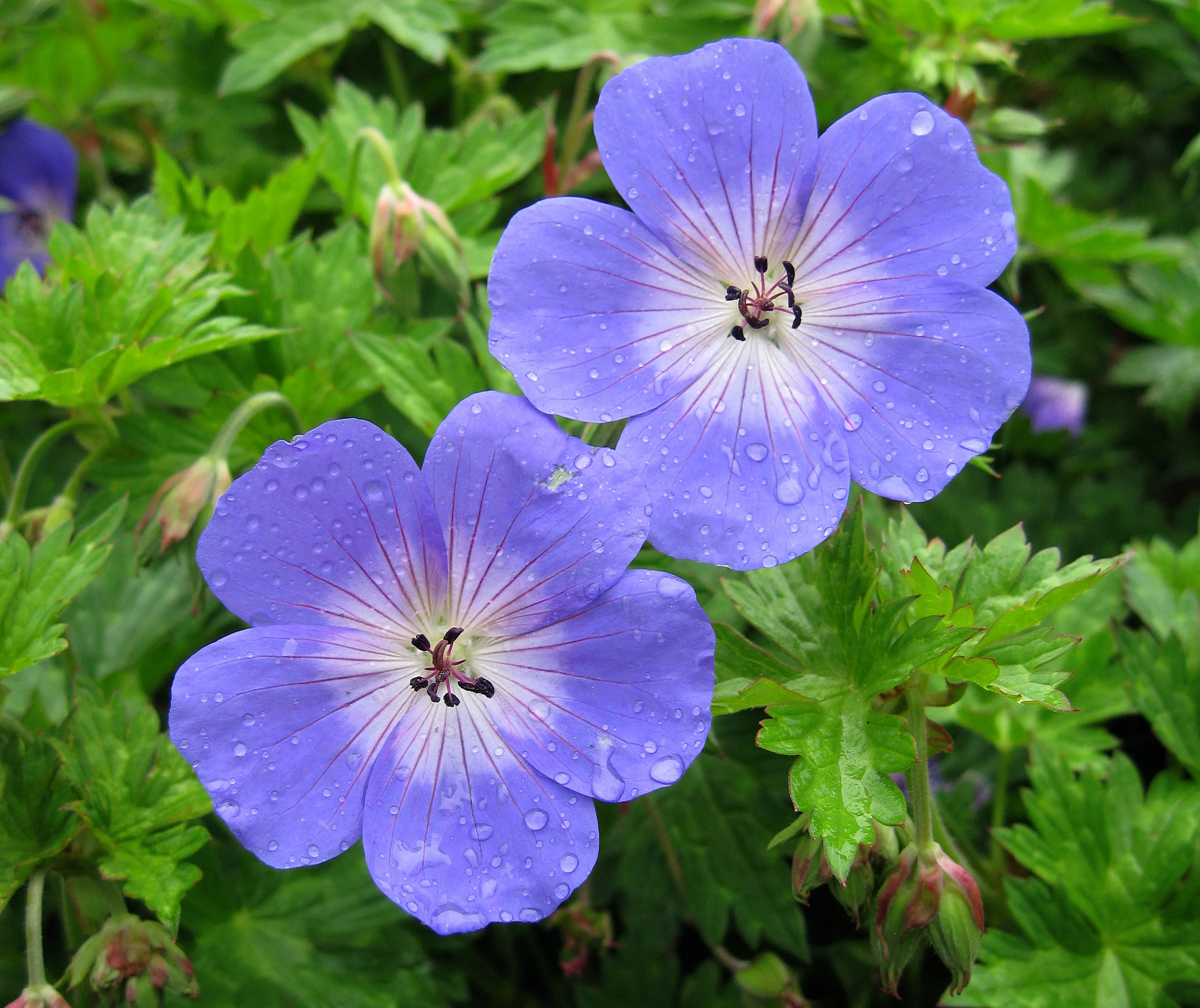 Geranium Rozanne - Image 3