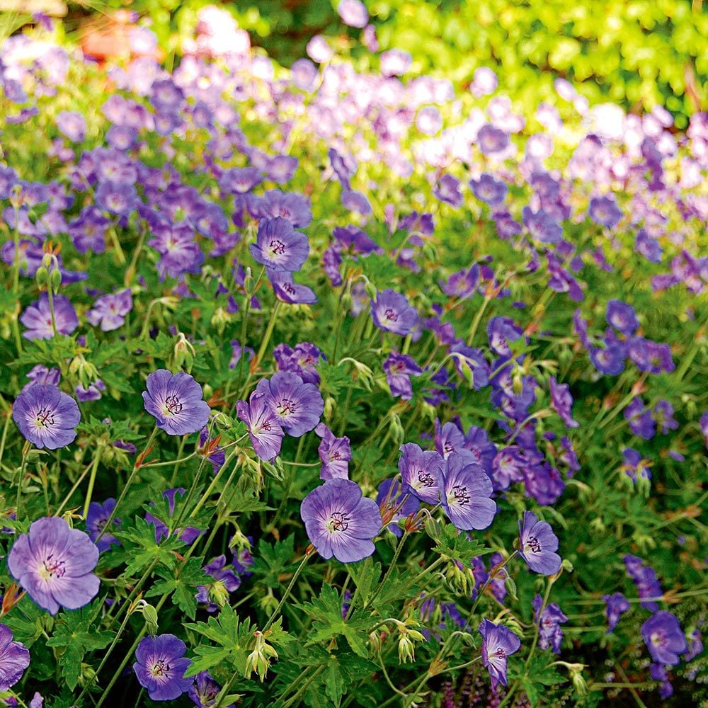 Geranium Rozanne - Image 4