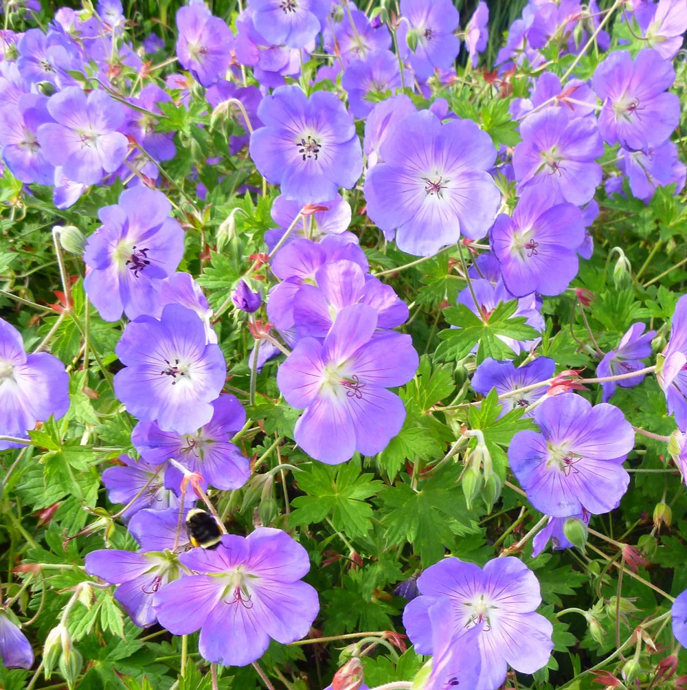 Geranium Rozanne - Image 5
