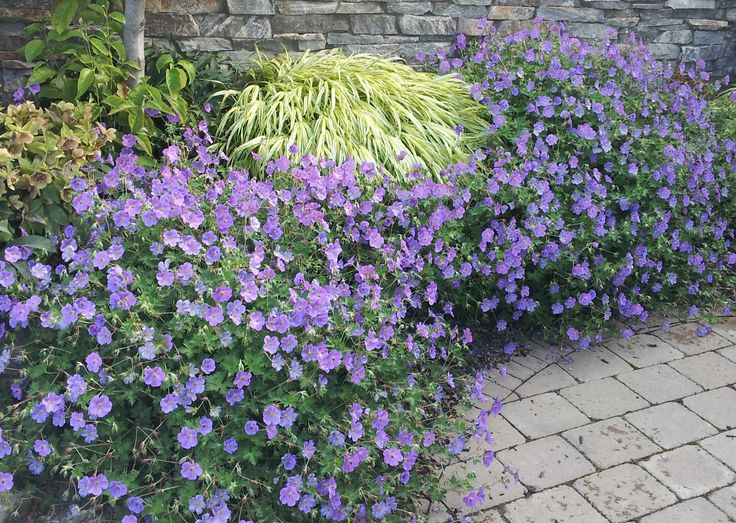 Geranium Rozanne - Image 6