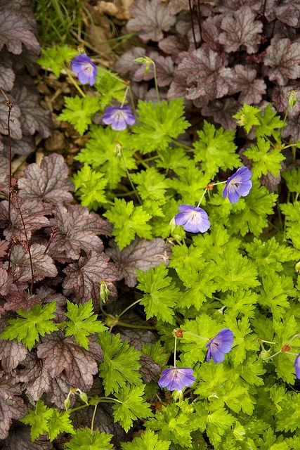 Geranium Rozanne - Image 7