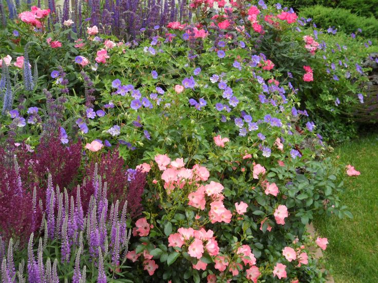 Geranium Rozanne - Image 8
