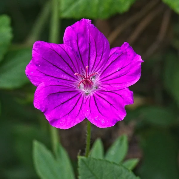 Geranium 'Russell Prichard' 2 Litre - Image 2