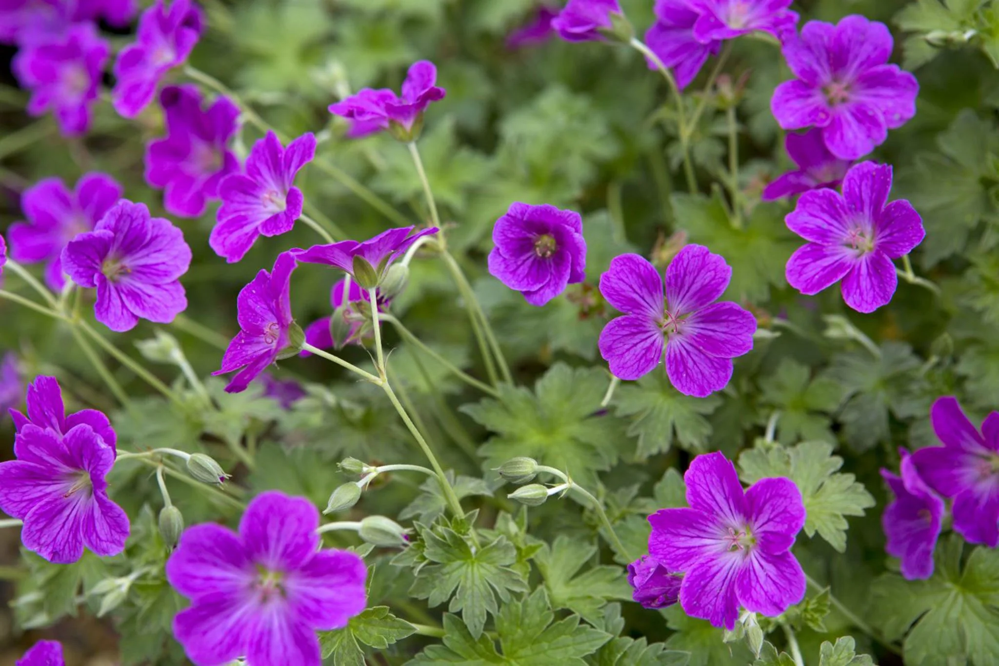Geranium 'Russell Prichard' 2 Litre - Image 3