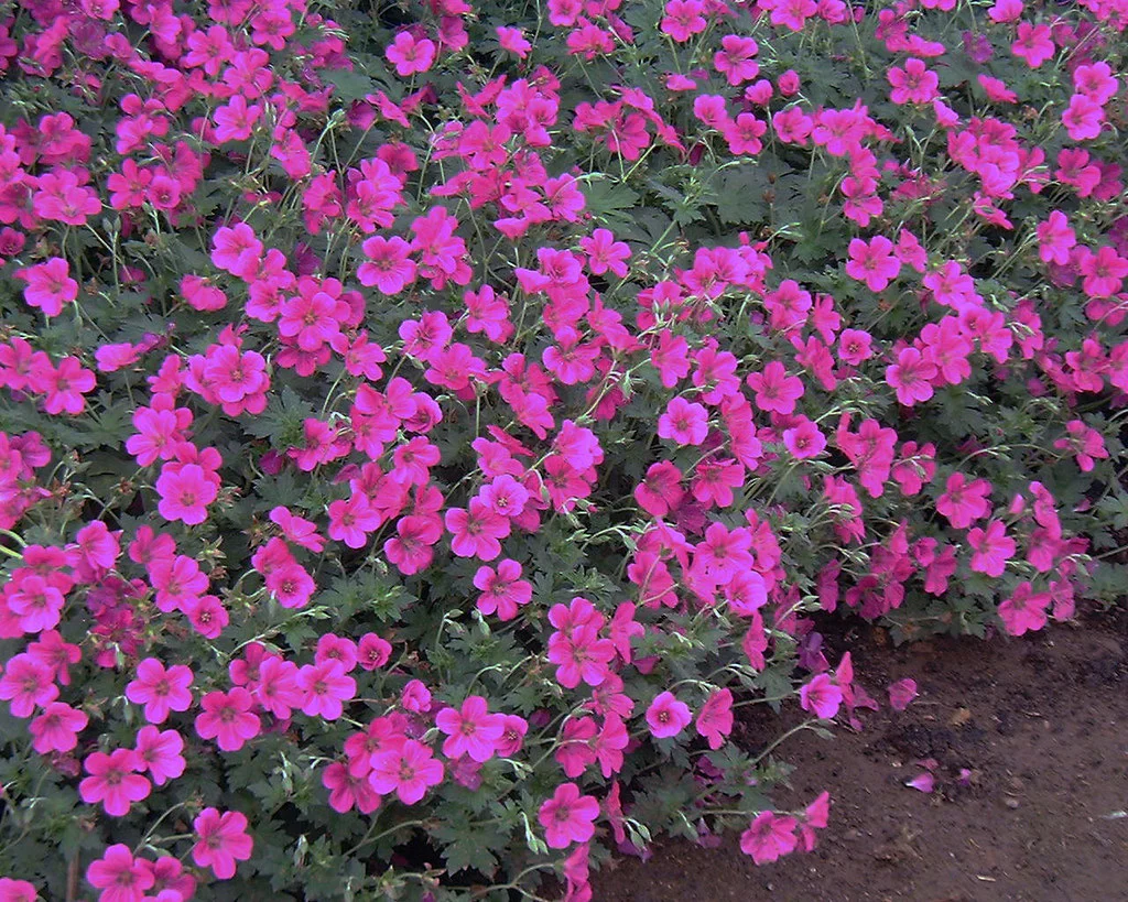Geranium 'Russell Prichard' 2 Litre - Image 2