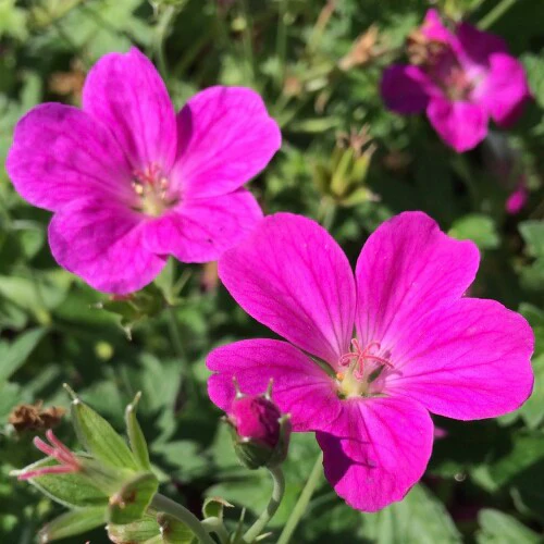 Geranium 'Russell Prichard' 2 Litre - Image 3