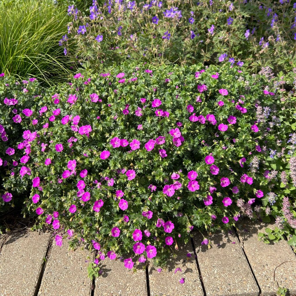 Geranium Sanguineum 'max Frei' - Image 2