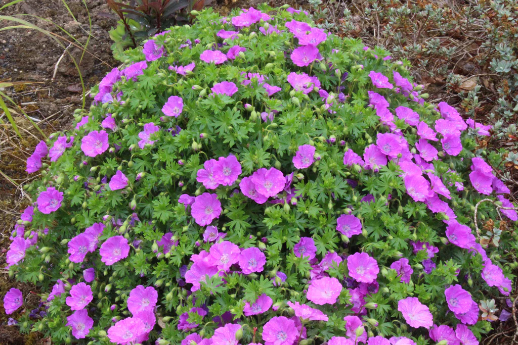 Geranium Sanguineum 'max Frei' - Image 3