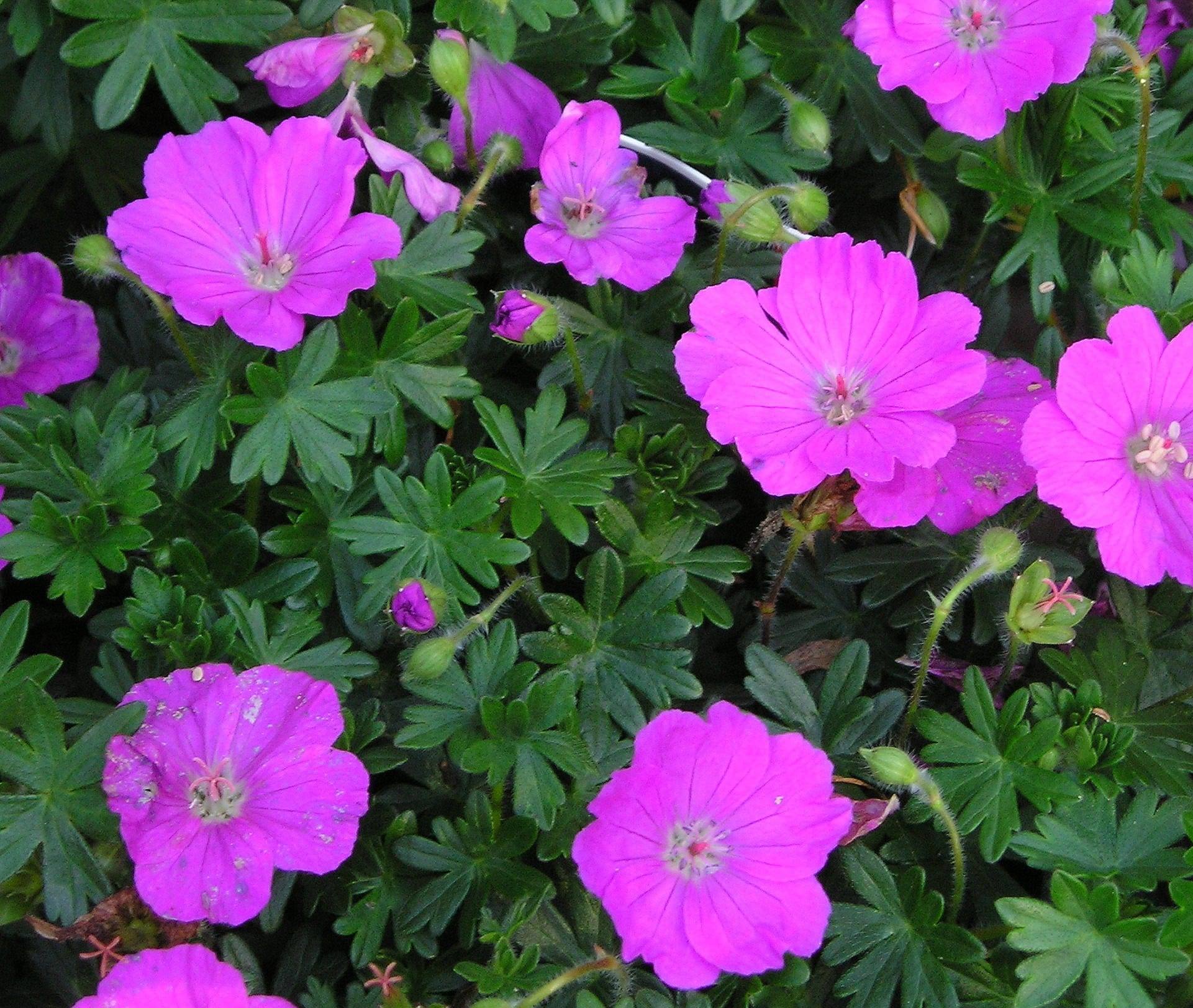 Geranium Sanguineum 'max Frei' - Image 4