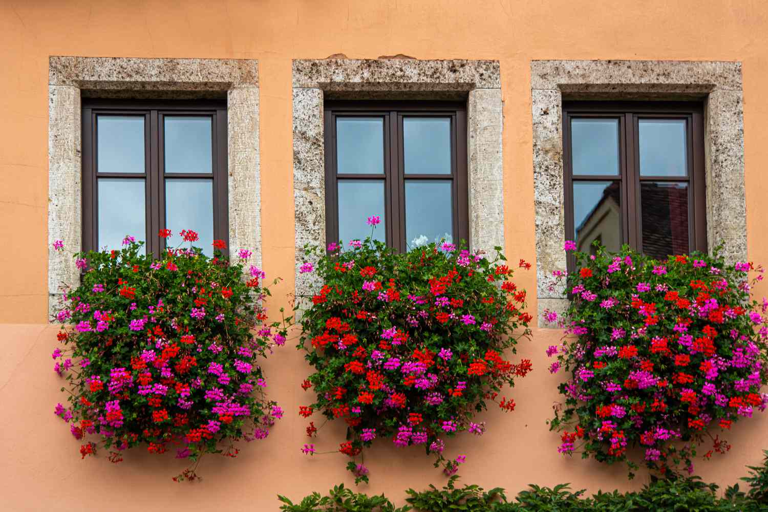Geranium Trailing Mixed | Pelargonium peltatum Ivy Geranium in 10.5cm Pot - Image 2