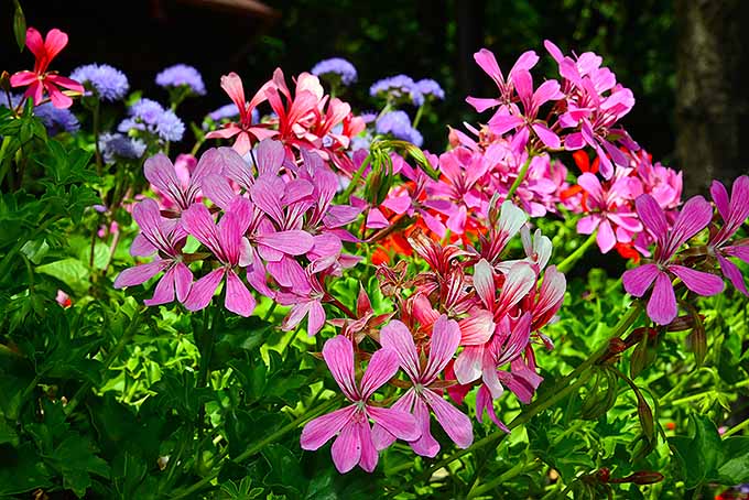 Geranium Trailing Mixed | Pelargonium peltatum Ivy Geranium in 10.5cm Pot - Image 3