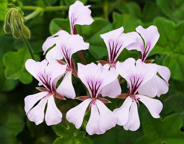 Geranium Trailing Mixed | Pelargonium peltatum Ivy Geranium in 10.5cm Pot - Image 4