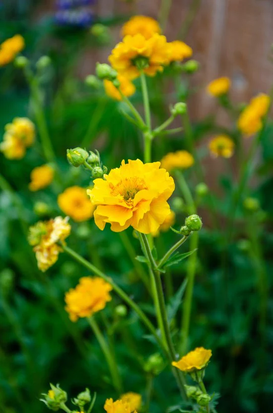 Geum 'Lady Stratheden' 2 Litre - Image 2