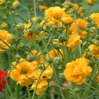 Geum Mrs Lady Stratheden 2L