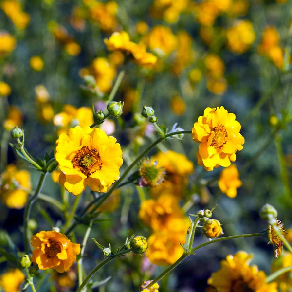 Geum Mrs Lady Stratheden 2L - Image 2