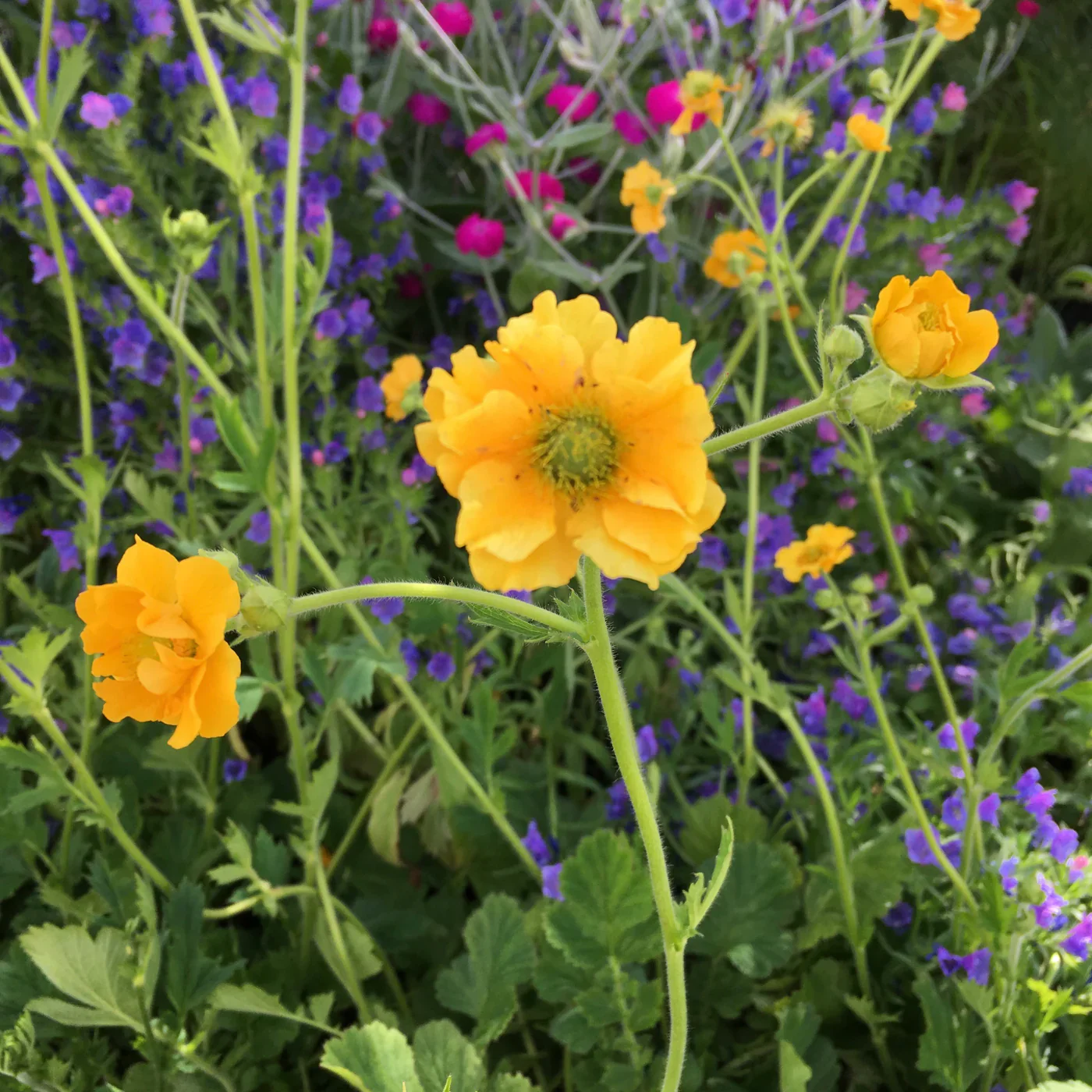 Geum Mrs Lady Stratheden 2L - Image 3