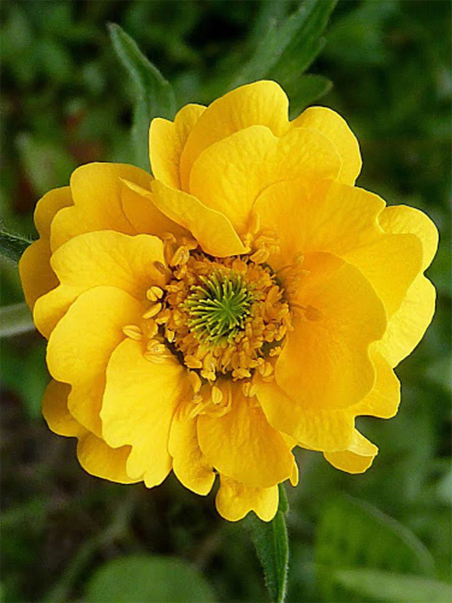 Geum Mrs Lady Stratheden 2L - Image 4