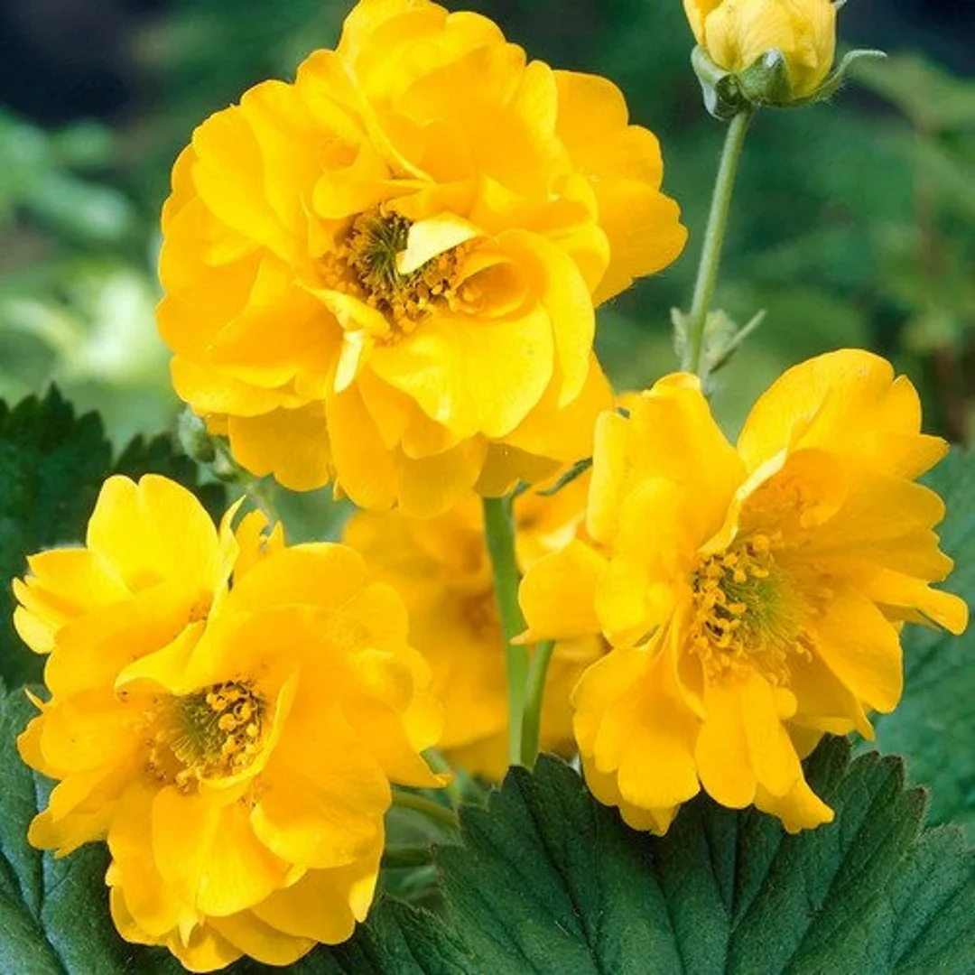 Geum Mrs Lady Stratheden 2L - Image 5