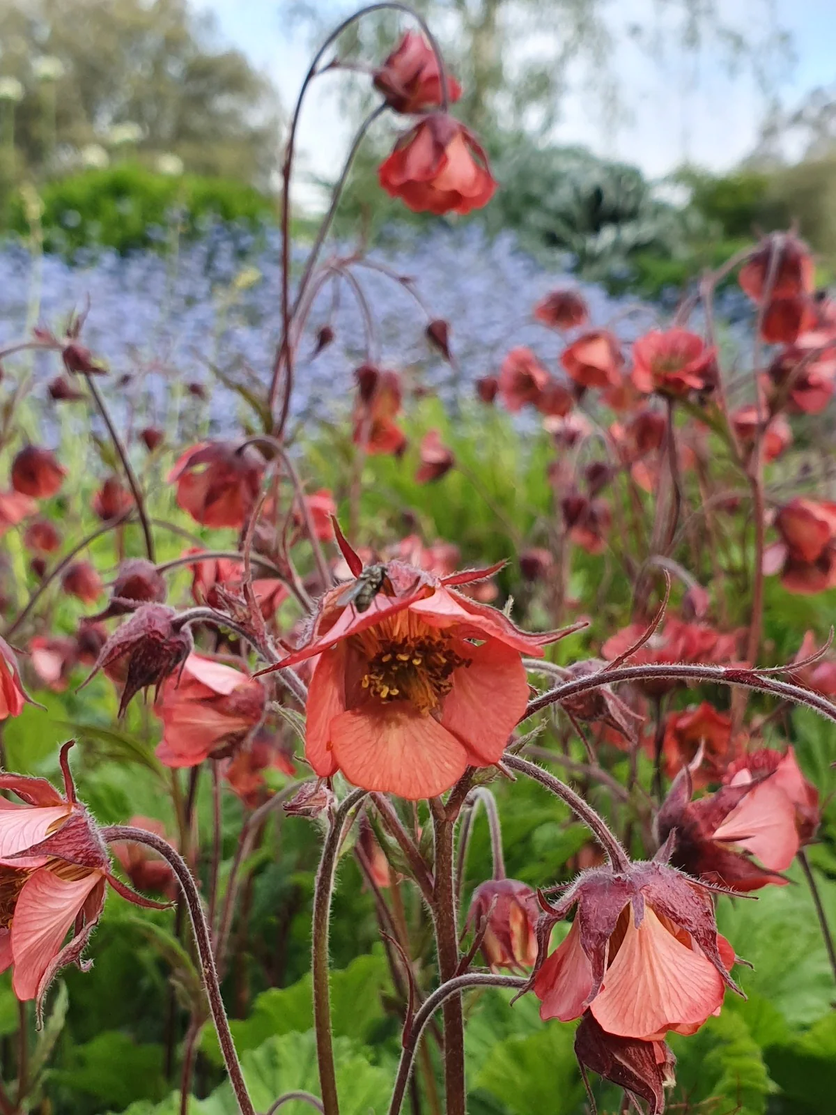 Geum rivale | Water avens 18 cm aquatic basket