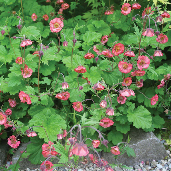 Geum rivale | Water avens 18 cm aquatic basket - Image 2