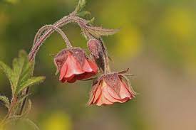 Geum rivale | Water avens 18 cm aquatic basket - Image 3