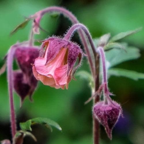 Geum rivale | Water avens 18 cm aquatic basket - Image 4