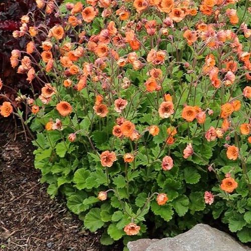 Geum 'Tempo Orange' 2 Litre