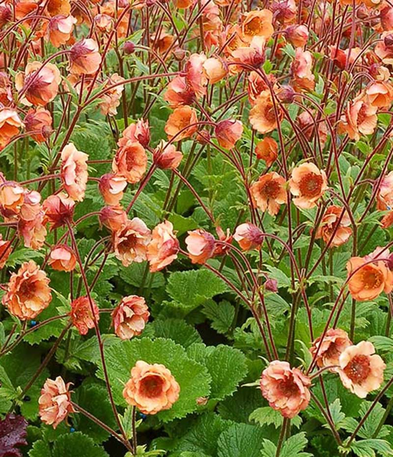 Geum 'Tempo Orange' 2 Litre - Image 3